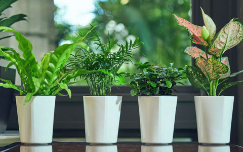 ֲרջ֪ʶ«ƤˮС